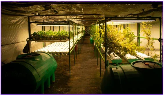 Plants growing in a hydroponic facility